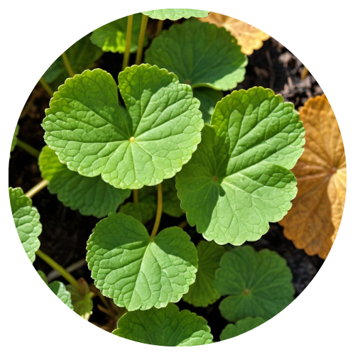 gotu_kola_supplement